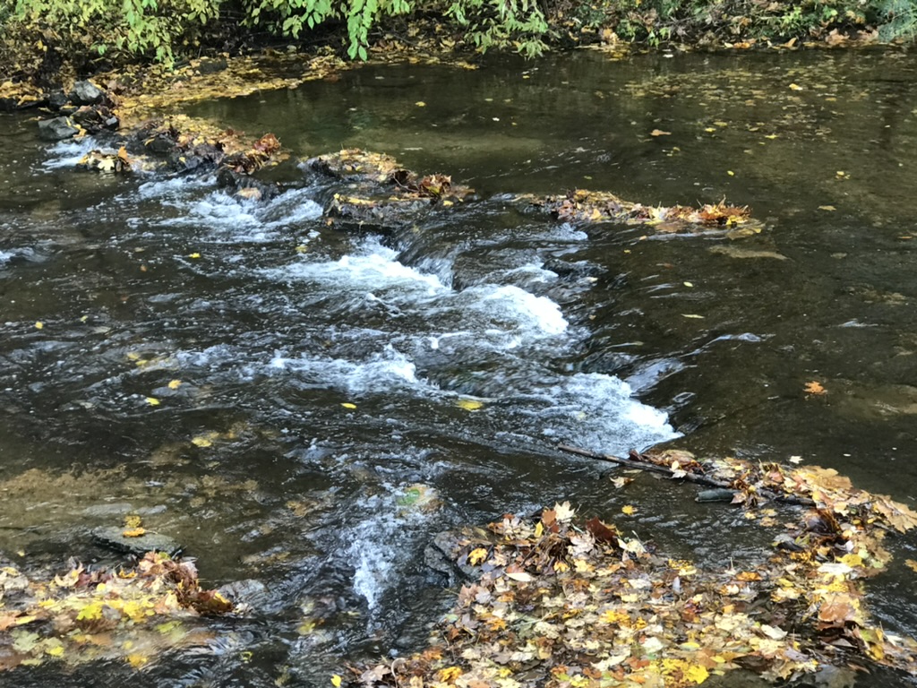 A shallow Tennessee creek in autumn, with clear water rippling over rocks and fallen leaves collecting along the banks and in the current.